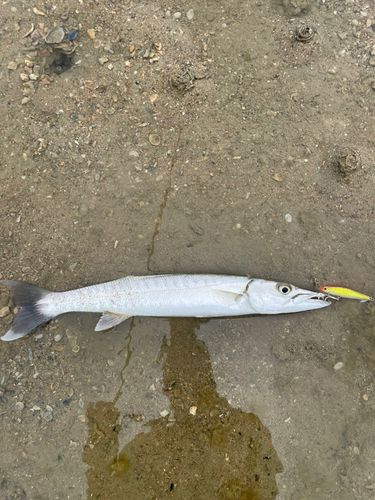 オニカマスの釣果