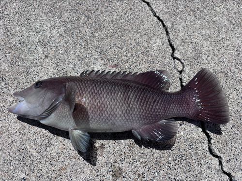 コブダイの釣果
