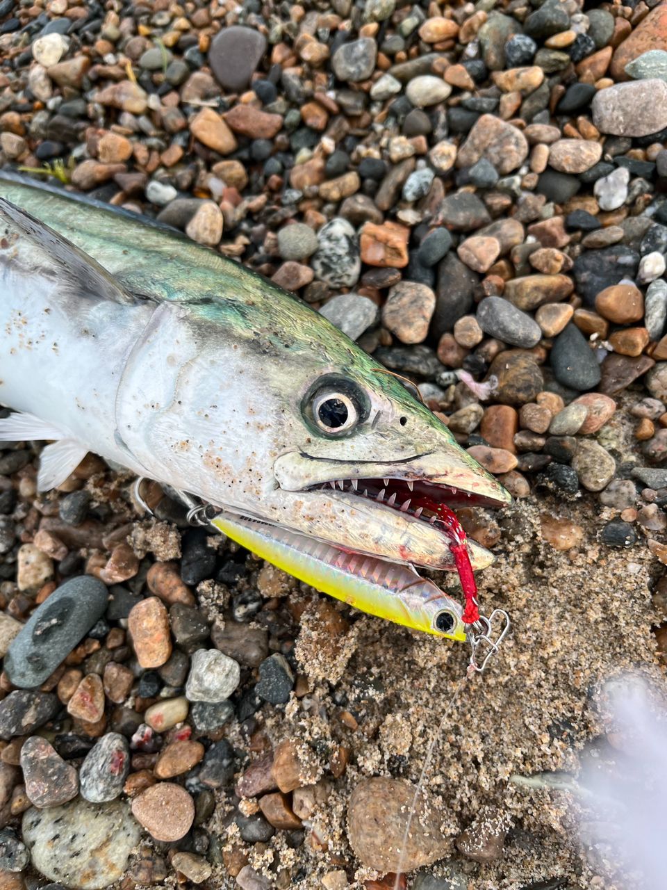 ジャンク☆SHIMANO18ディアルーナS96M 2026年最新】ディアルーナ ジャンクの人気アイテム - メルカリ