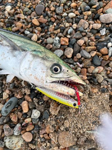 サゴシの釣果