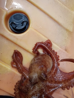 タコの釣果
