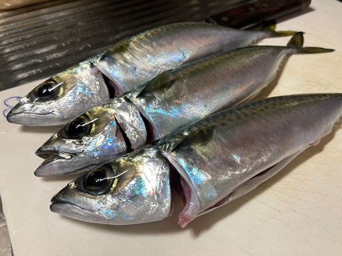 マサバの釣果