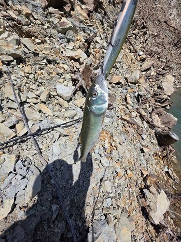 ハスの釣果