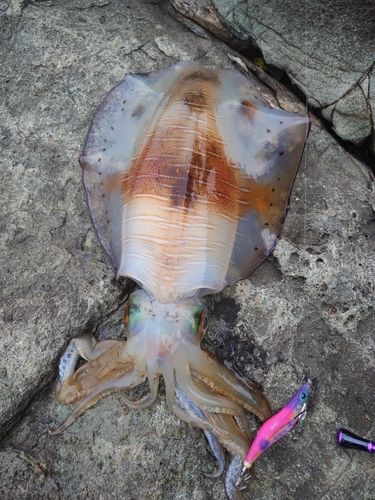 アオリイカの釣果