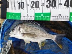 キビレの釣果