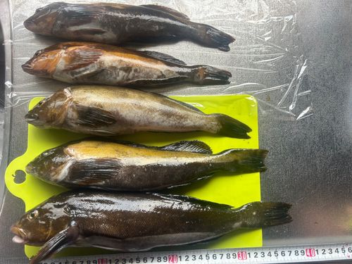 アイナメの釣果