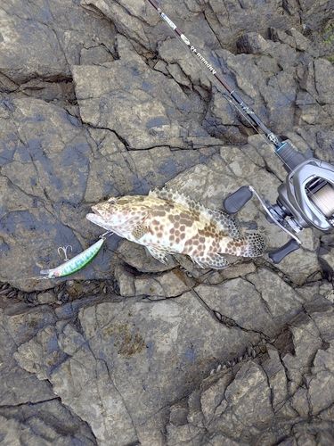 カンモンハタの釣果