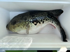 トラフグの釣果