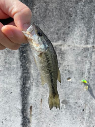 ラージマウスバスの釣果