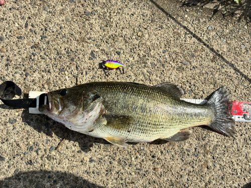 ラージマウスバスの釣果
