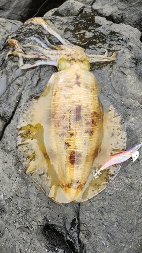 アオリイカの釣果