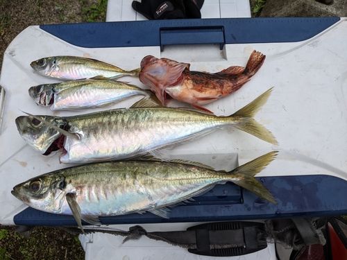 アジの釣果