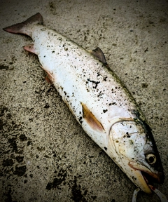 アメマスの釣果