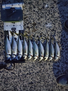 アジの釣果