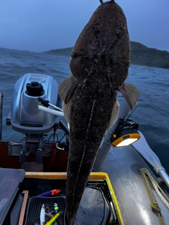 マゴチの釣果