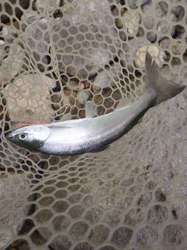 ヒメマスの釣果