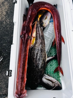 アカヤガラの釣果