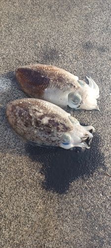コウイカの釣果