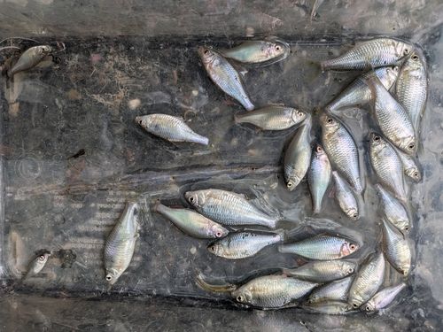外房で釣れたタナゴの釣り・釣果情報 - アングラーズ | 釣果600万件の