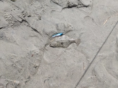 ソゲの釣果