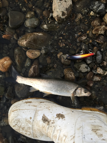 ウグイの釣果