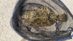 クロガシラガレイの釣果