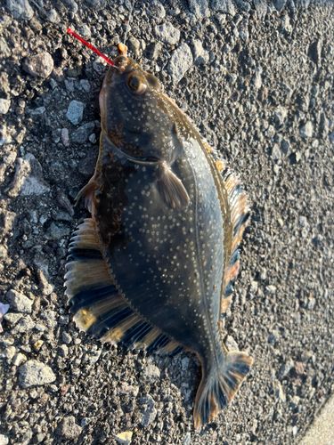 マツカワの釣果