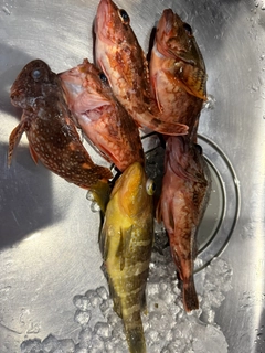 カサゴの釣果
