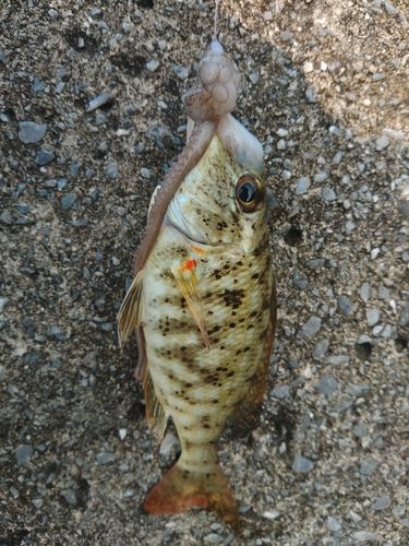 ムネアカクチビの釣果
