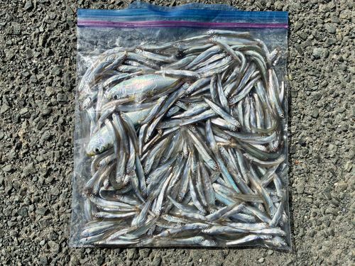 チアユの釣果