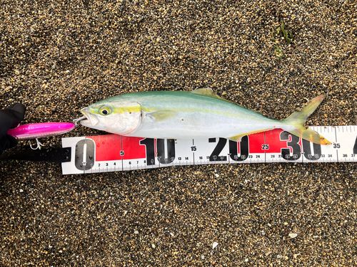 ワカシの釣果