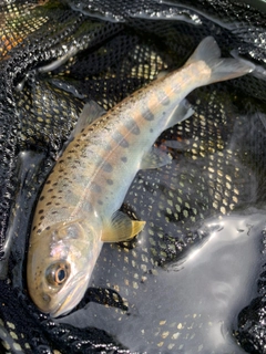 ヤマメの釣果
