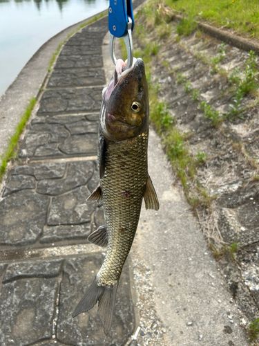 ニゴイの釣果