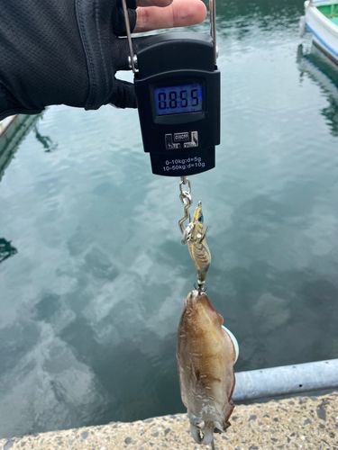 コウイカの釣果