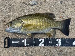 スモールマウスバスの釣果