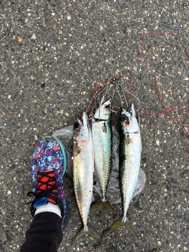 サバの釣果
