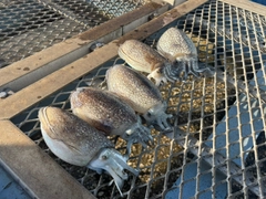 シリヤケイカの釣果