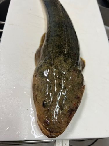 マゴチの釣果