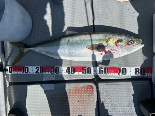メジロの釣果