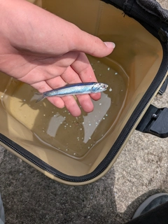 カタクチイワシの釣果