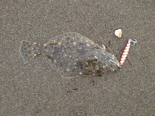 ソゲの釣果