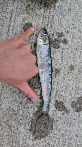 マイワシの釣果