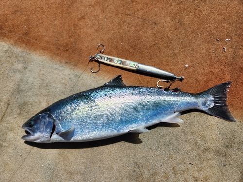 サクラマスの釣果