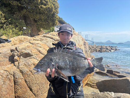 チヌの釣果