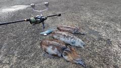 コウイカの釣果