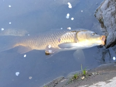 コイの釣果