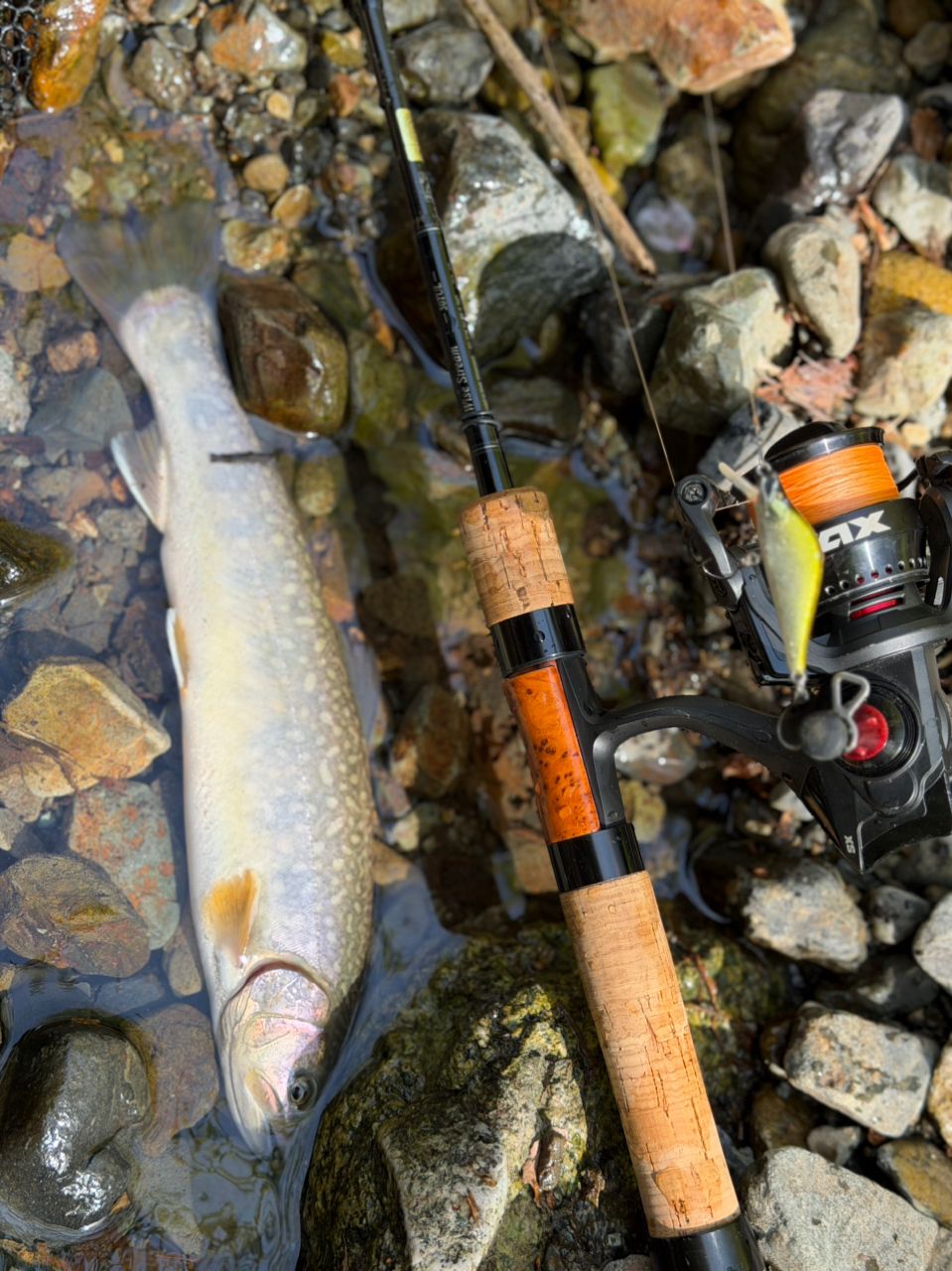 DAIWA 22ワイズストリーム 50TULの最安値・インプレ・釣果 | 本音の