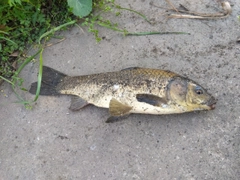 コイの釣果