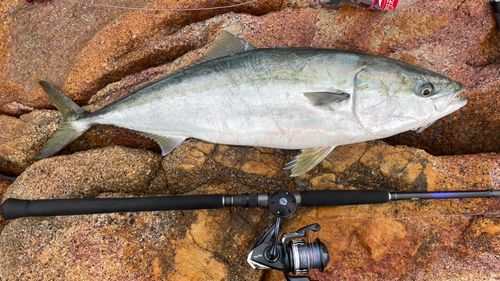 ブリの釣果
