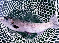 ニジマスの釣果